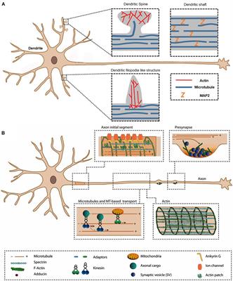 Correctly label the following parts of a chemical synapse