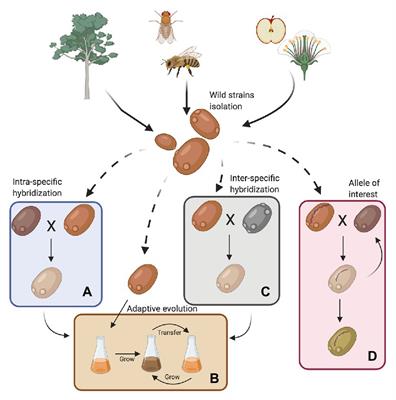 Frontiers | Wild Yeast for the Future: Exploring the Use of Wild Strains for Wine and Beer Fermentation Frontiers | Wild Yeast for the Future: Exploring the Use of Wild Strains for Wine and Beer Fermentation