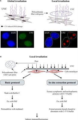 Frontiers | Methods to Study Intracellular Movement and ...