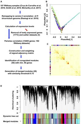 Frontiers Phaeonet A Holistic Rnaseq Based Portrait Of Transcriptional Coordination In The Model Diatom Phaeodactylum Tricornutum Plant Science