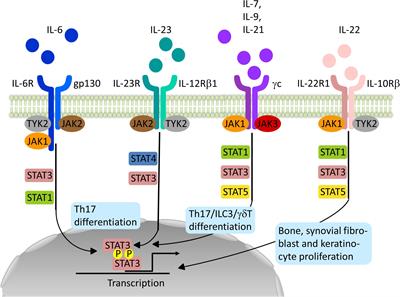 Frontiers Impact Of Janus Kinase Inhibition On The Treatment Of Axial Spondyloarthropathies Immunology