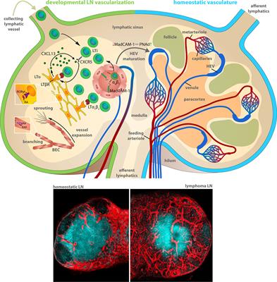 Frontiers Angiogenesis In Lymph Nodes Is A Critical Regulator Of Immune Response And Lymphoma Growth Immunology