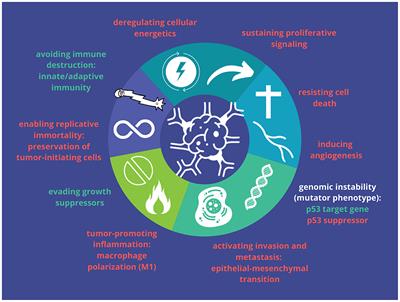 Frontiers Functional Gene Expression Differentiation Of The Notch Signaling Pathway In Female Reproductive Tract Tissues A Comprehensive Review With Analysis Cell And Developmental Biology