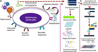 Rapid One-Pot Detection of SARS-CoV-2 Based on a Lateral Flow