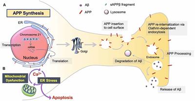 frontiersin.org - How Microglia Manages Non-cell Autonomous Vicious Cycling of Aβ Toxicity in the Pathogenesis of AD