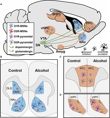 Frontiers | Neural Mechanisms Underlying the Rewarding and Therapeutic ...