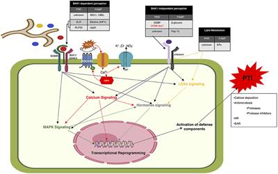 Frontiers The Pti To Eti Continuum In Phytophthora Plant Interactions Plant Science