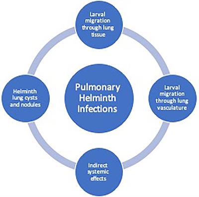hotez helminth