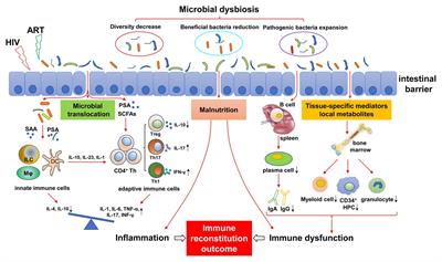 dysbiosis és tarm