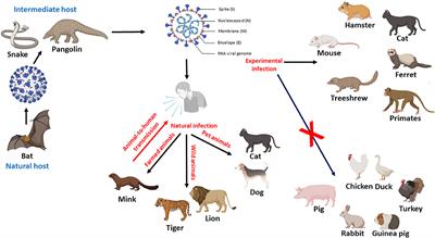 Frontiers | An Overview of SARS-CoV-2 and Animal Infection Frontiers | An Overview of SARS-CoV-2 and Animal Infection