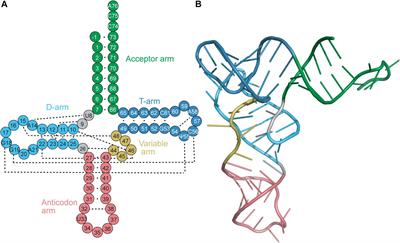 Frontiers Naturally Occurring Trnas With Non Canonical Structures
