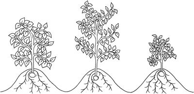 Frontiers Morphophysiology Of Potato Solanum Tuberosum In Response To Drought Stress Paving The Way Forward Plant Science