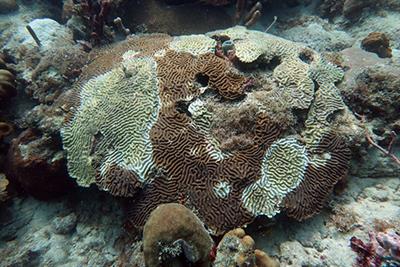 Frontiers | 3D Photogrammetry Reveals Dynamics of Stony Coral Tissue ...