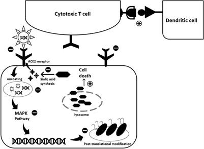 Frontiers Hydroxychloroquine In Covid 19 Patients Pros And Cons Pharmacology
