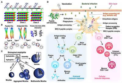 Rationally Designed Self-Assembling Nanovaccines Elicit Robust