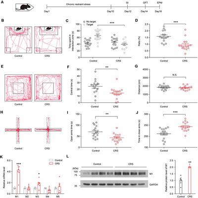Frontiers Acetylcholine Muscarinic Receptors In Ventral Hippocampus Modulate Stress Induced Anxiety Like Behaviors In Mice Frontiers In Molecular Neuroscience Frontiers Acetylcholine Muscarinic Receptors In Ventral Hippocampus Modulate Stress Induced Anxiety Like Behaviors In Mice Frontiers In Molecular Neuroscience
