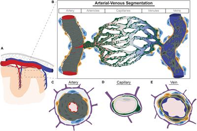 Frontiers The Expanding Cell Diversity Of The Brain Vasculature Physiology Frontiers The Expanding Cell Diversity Of The Brain Vasculature Physiology