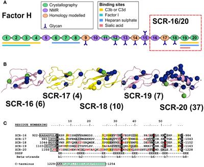 Frontiers A Dimerization Site At Scr 17 18 In Factor H Clarifies A New Mechanism For Complement Regulatory Control