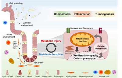 Mitochondrial signalling and homeostasis: from cell biology to