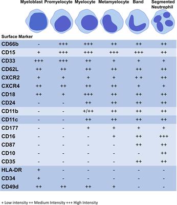 Neutrophils: Need for Standardized Nomenclature