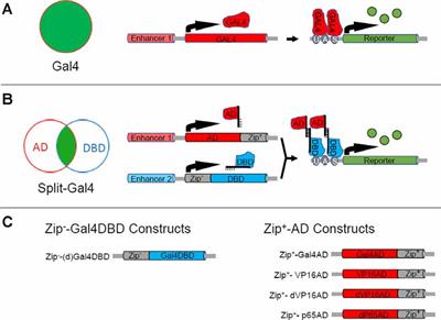 Frontiers The Drosophila Split Gal4 System For Neural Circuit Mapping Frontiers In Neural Circuits