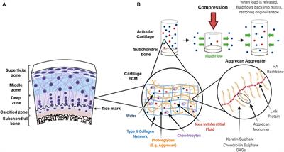 Perspectives on Synthetic Materials to Guide Tissue Regeneration for  Osteochondral Defect Repair