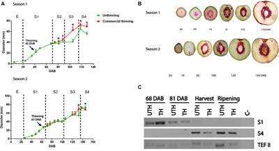 Frontiers Metabolite Fruit Profile Is Altered In Response To Source Sink Imbalance And Can Be Used As An Early Predictor Of Fruit Quality In Nectarine Plant Science