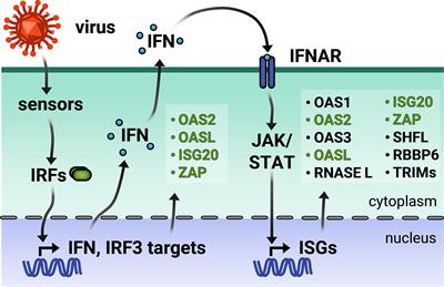 Loop de loop: viral RNA evades IFIT1 targeting: Trends in Microbiology