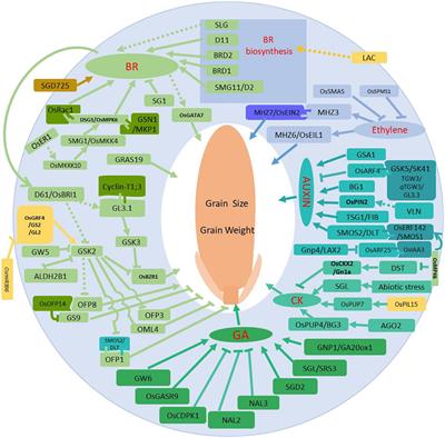 One-thousand grain weight and grain yield of 26 hybrids rice grown