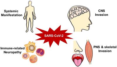 Frontiers | Severe Acute Respiratory Syndrome Coronavirus 2-Induced  Neurological Complications