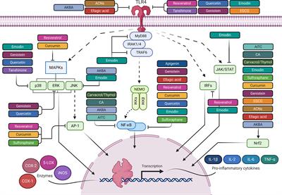 Frontiers The Anti Inflammatory Properties Of Phytochemicals And Their Effects On Epigenetic Mechanisms Involved In Tlr4 Nf Kb Mediated Inflammation Immunology