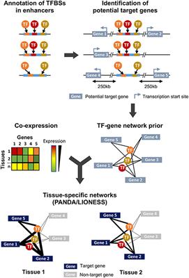 Temporally Regulated and Tissue-Specific Gene Manipulations in the