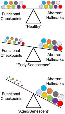 Frontiers Senescence In Pulmonary Fibrosis Between Aging And Exposure Medicine