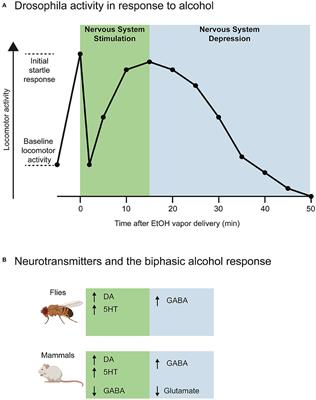 Frontiers The Neurotransmitters Involved In Drosophila Alcohol Induced Behaviors