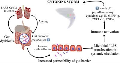 Dysbiosis és tarm, Információk