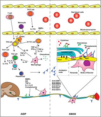 Frontiers Intensive Care And Treatment Of Severe Guillain Barre Syndrome Pharmacology