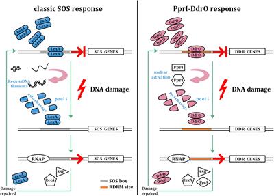 Deinococcus radiodurans — the consummate survivor