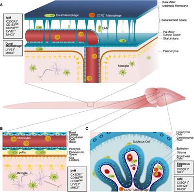 Frontiers Dwellers And Trespassers Mononuclear Phagocytes At The Borders Of The Central Nervous System Immunology Frontiers Dwellers And Trespassers Mononuclear Phagocytes At The Borders Of The Central Nervous System Immunology