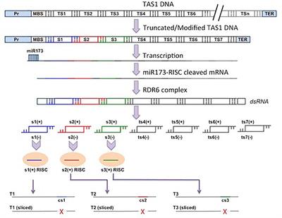 Analysis of DMC1 Knockdowns Generated by the In Vivo siRNA