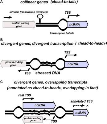 Frontiers Divergently Transcribed Ncrnas In Escherichia Coli Refinement Of The Transcription Starts Assumes Functional Diversification Molecular Biosciences