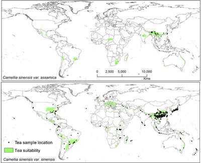 Frontiers | Climate-Fungal Pathogen Modeling Predicts Loss of Up to  One-Third of Tea Growing Areas