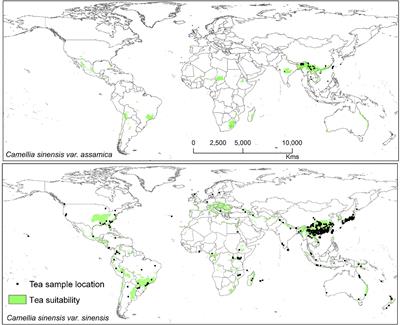 Frontiers | Climate-Fungal Pathogen Modeling Predicts Loss of Up to One-Third of Tea Growing Areas Frontiers | Climate-Fungal Pathogen Modeling Predicts Loss of Up to One-Third of Tea Growing Areas