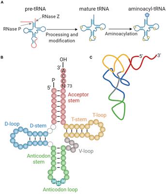 Frontiers Hijacking Trnas From Translation Regulatory Functions Of Trnas In Mammalian Cell Physiology