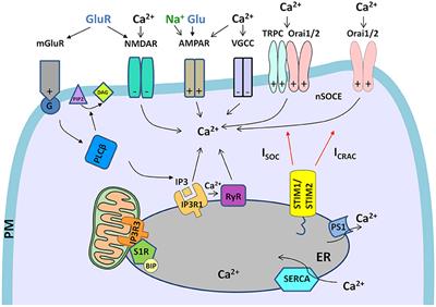 Calcium Signaling Pathways Mediating Synaptic Potentiation Triggered by  Amyotrophic Lateral Sclerosis IgG in Motor Nerve Terminals