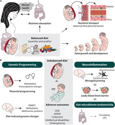 Frontiers | From Maternal Diet to Neurodevelopmental Disorders: A Story ...