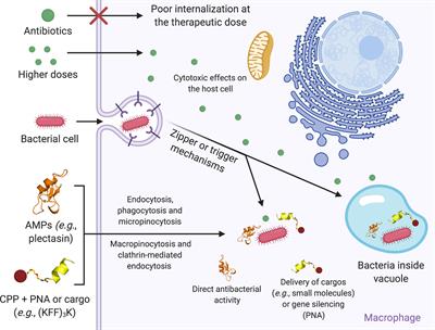 Host defense peptides combined with MTA extract increase the