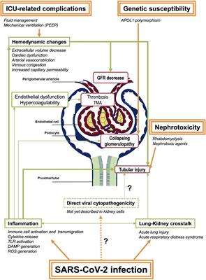 The Good Treatment, the Bad Virus, and the Ugly Inflammation: Pathophysiology of Kidney Involvement During COVID-19