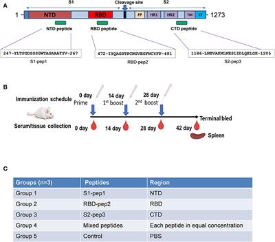 Frontiers Severe Acute Respiratory Syndrome Coronavirus 2 Spike Protein Based Novel Epitopes Induce Potent Immune Responses In Vivo And Inhibit Viral Replication In Vitro Immunology Frontiers Severe Acute Respiratory Syndrome Coronavirus 2 Spike Protein Based Novel Epitopes Induce Potent Immune Responses In Vivo And Inhibit Viral Replication In Vitro Immunology