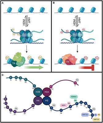 Frontiers Impaired Regulation Of Histone Methylation And Acetylation Underlies Specific Neurodevelopmental Disorders Genetics