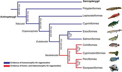 Ecology, Evolution, and Behavior of Viviparous Fishes